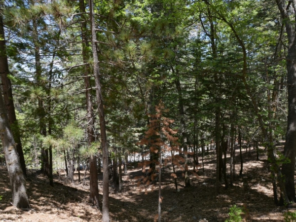 26638 Thunderbird, Lake Arrowhead, CA 92352
