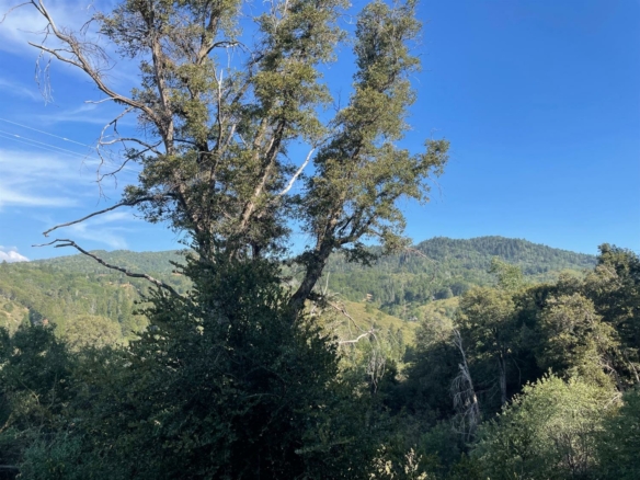 Craghill Drive, Cedar Glen, CA 92321