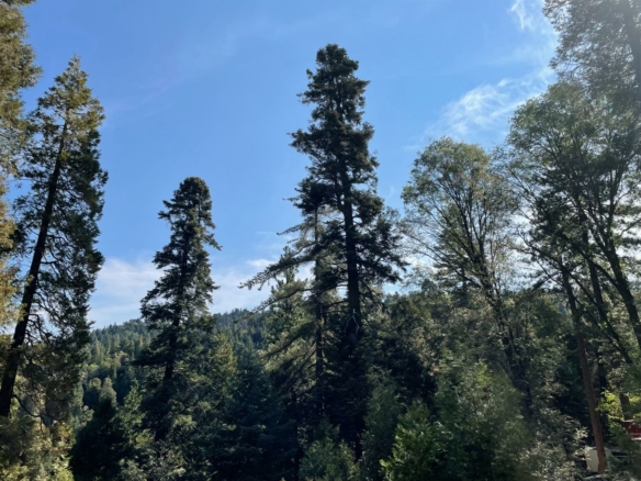1297 Forest View Drive, Crestline, CA 92325