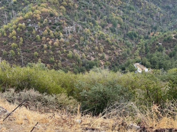 Hickory, Cedar Glen, CA 92321