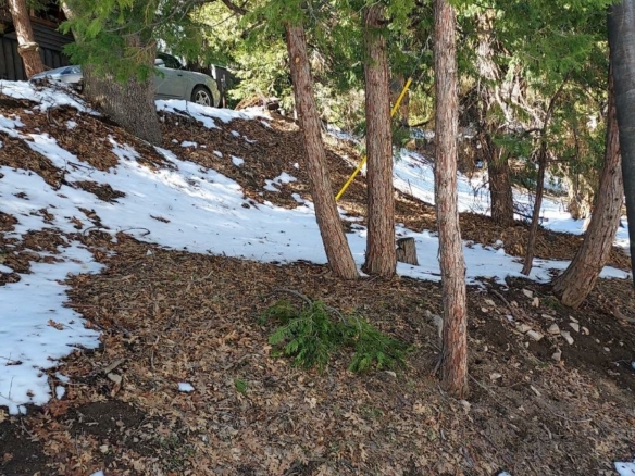 Silver Spruce Spur, Cedar Glen, CA 92321